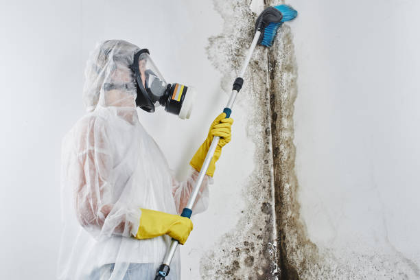 Best Residential Mold Removal  in Old Jamestown, MO