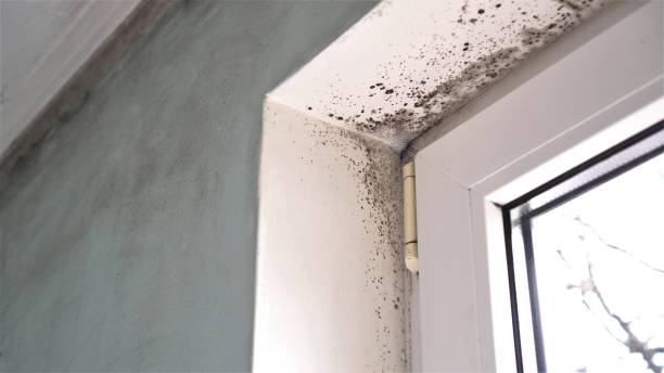 Best Attic Mold Removal  in Old Jamestown, MO