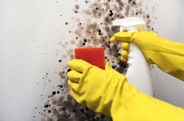 Best Fast Mold Removal  in Old Jamestown, MO