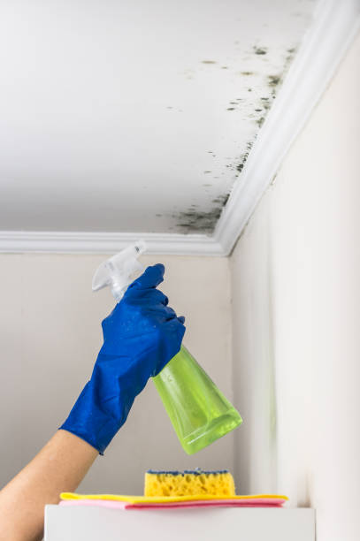 Best Toxic Mold Removal  in Old Jamestown, MO