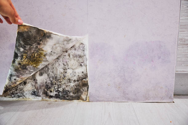 Best Office Mold Removal Services  in Old Jamestown, MO